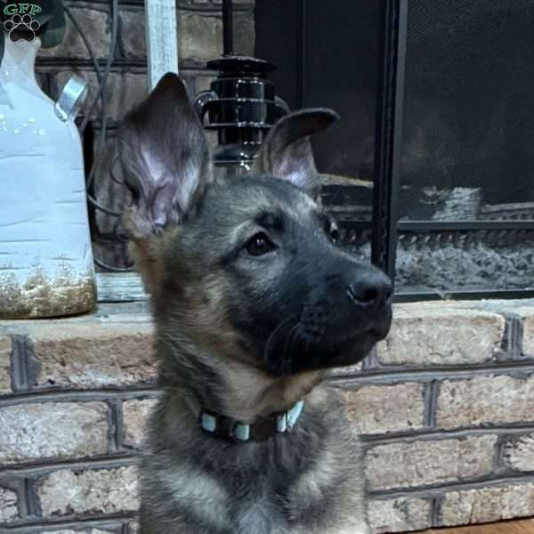 Phoenix, German Shepherd Puppy